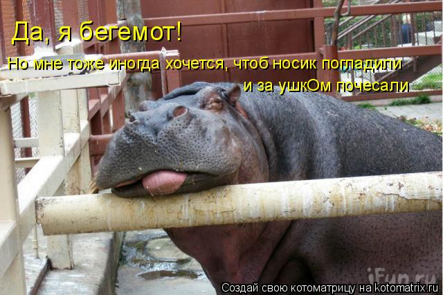 Котоматрица: Да, я бегемот! Но мне тоже иногда хочется, чтоб носик погладили и за ушкОм почесали