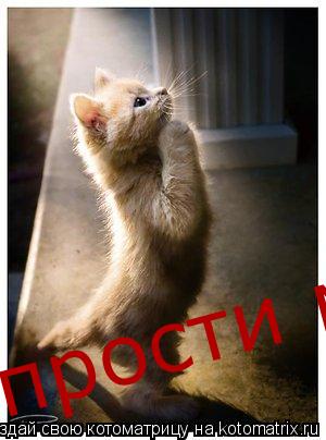 Котоматрица: прости меня