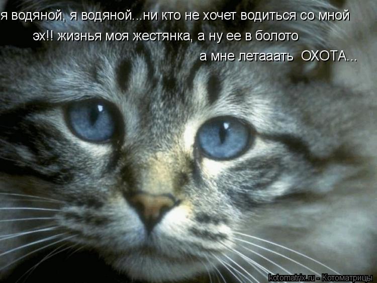 Котоматрица: эх!! жизнья моя жестянка, а ну ее в болото  а мне летааать  ОХОТА... я водяной, я водяной...ни кто не хочет водиться со мной