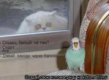 - Слышь, Белый, чё там? - Сидит... - Давай, заходи через балкон... - Ага...... Котоматрица: - Слышь, Белый, чё там? - Сидит... - Давай, заходи через балкон... - Ага...