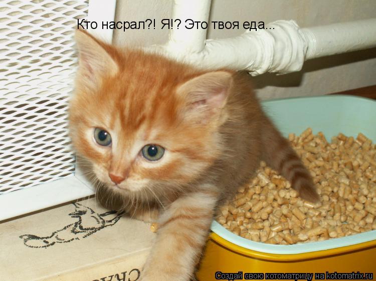 Кто насрал?! Я!? Это твоя еда...... Котоматрица: Кто насрал?! Я!? Это твоя еда...