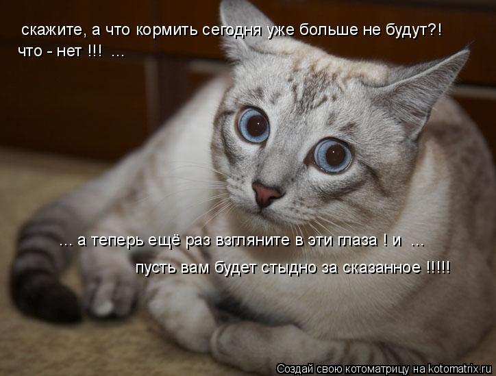 Котоматрица: скажите, а что кормить сегодня уже больше не будут?!  что - нет !!!  ...  ... а теперь ещё раз взгляните в эти глаза ! и  ... пусть вам будет стыдно з