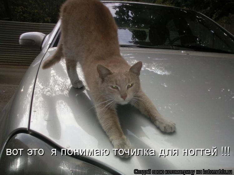 Котоматрица: вот это и я понимаю точилка для ногтей !!! вот это  я понимаю точилка для ногтей !!!
