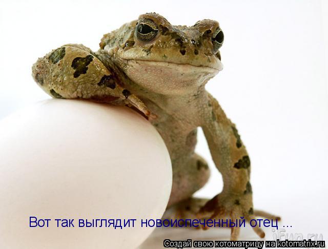 Котоматрица: Вот так выглядит новоиспеченный отец ...