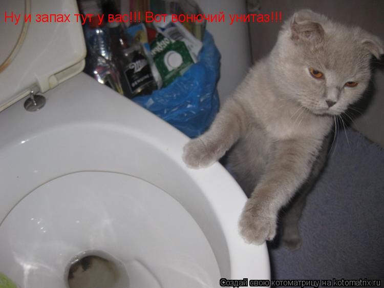 Ну и запах тут у вас!!! Вот вонючий унитаз!!!... Котоматрица: Ну и запах тут у вас!!! Вот вонючий унитаз!!!