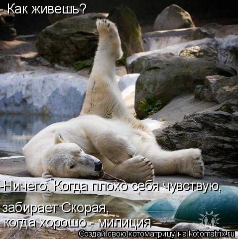 - Как живешь? забирает Скорая, когда хорошо - милиция -Ничего. Когда плохо себя чувствую,... Котоматрица: - Как живешь? забирает Скорая, когда хорошо - милиция -Ничего. Когда плохо себя чувствую,