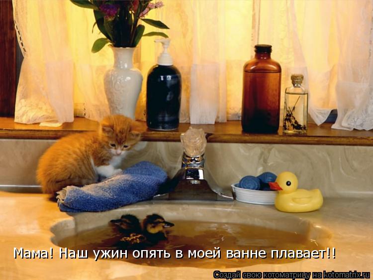 Мама! Наш ужин опять в моей ванне плавает!!... Котоматрица: Мама! Наш ужин опять в моей ванне плавает!!