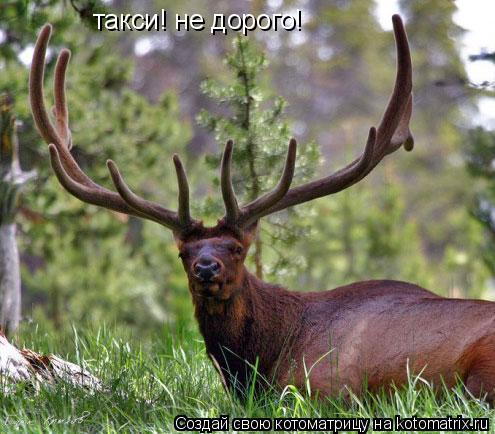 Котоматрица: такси! не дорого!