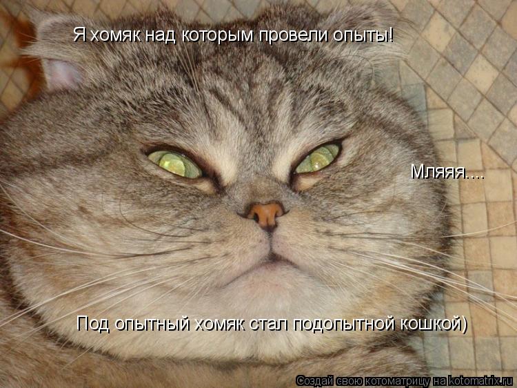 Котоматрица: Я хомяк над которым провели опыты! Под опытный хомяк стал подопытной кошкой) Мляяя....
