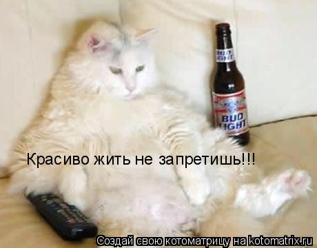 Котоматрица: Красиво жить не запретишь!!!