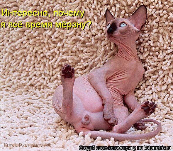 Котоматрица: Интересно, почему я всё время мёрзну?