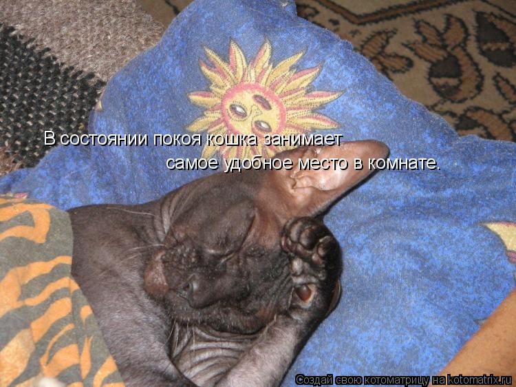 В состоянии покоя кошка занимает самое удобное место в комнате.... Котоматрица: В состоянии покоя кошка занимает самое удобное место в комнате.