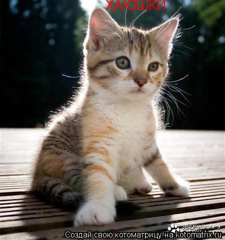 ХАЮШКИ... Котоматрица: ХАЮШКИ
