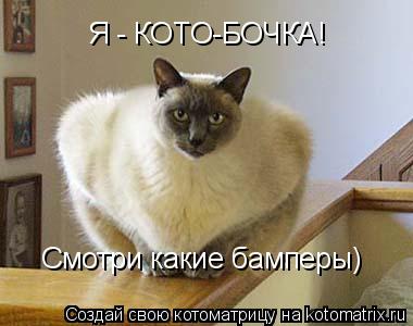 Котоматрица: Я - КОТО-БОЧКА! Смотри какие бамперы)