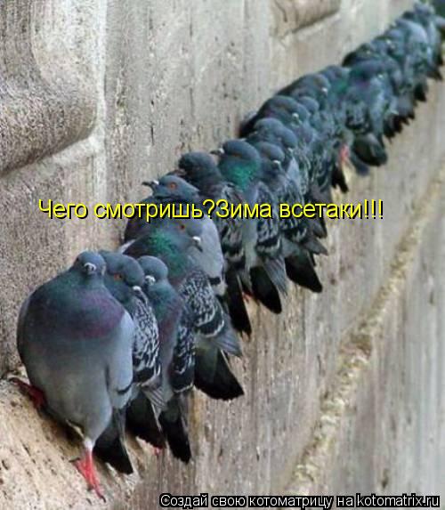 Котоматрица: Чего смотришь?Зима всетаки!!!