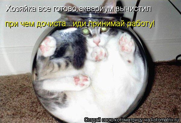 Котоматрица: Хозяйка все готово,аквариум вычистил при чем дочиста...иди принимай работу!