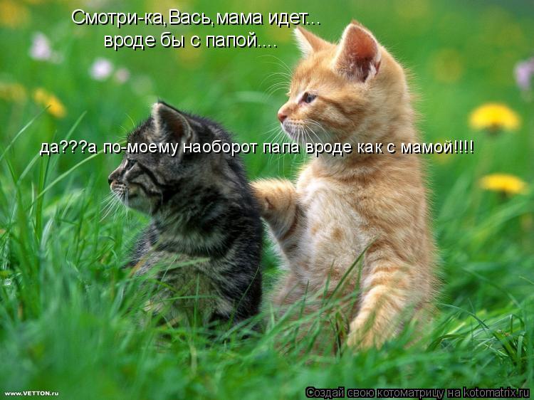 Котоматрица: Смотри-ка,Вась,мама идет... вроде бы с папой.... да???а по-моему наоборот папа вроде как с мамой!!!!