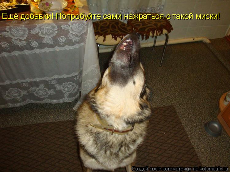 Ещё добавки! Попробуйте сами нажраться с такой миски!... Котоматрица: Ещё добавки! Попробуйте сами нажраться с такой миски!