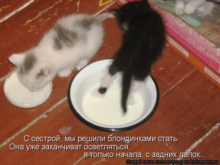 С сестрой, мы решили блондинками стать. Она уже заканчиват осветляться, я только начала, с задних лап... Котоматрица: С сестрой, мы решили блондинками стать. Она уже заканчиват осветляться, я только начала, с задних лапок...