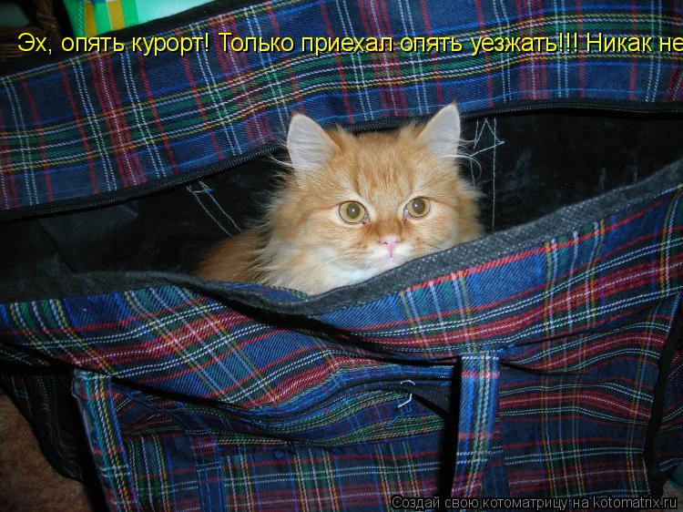 Эх, опять курорт! Эх, опять курорт! Только приехал опять уезжать!!! Никак не могу встретится с подруг... Котоматрица: Эх, опять курорт! Эх, опять курорт! Только приехал опять уезжать!!! Никак не могу встретится с подругой!
