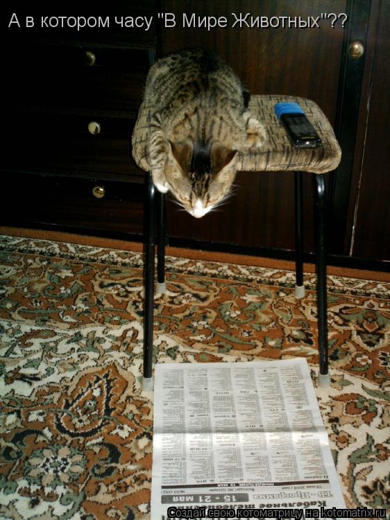 Котоматрица: А в котором часу "В Мире Животных"??
