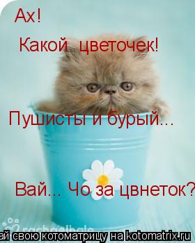 Ах! Какой цветочек! Пушисты и бурый... Вай... Чо за цвнеток?... Котоматрица: Ах! Какой цветочек! Пушисты и бурый... Вай... Чо за цвнеток?