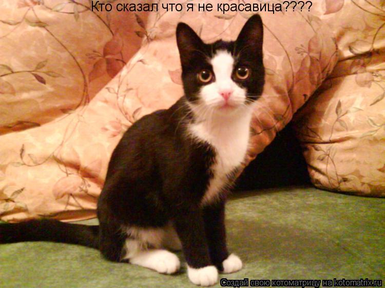 Кто сказал что я не красавица????... Котоматрица: Кто сказал что я не красавица????