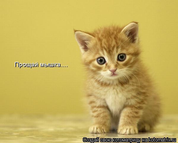 Прощай мышка....... Котоматрица: Прощай мышка....