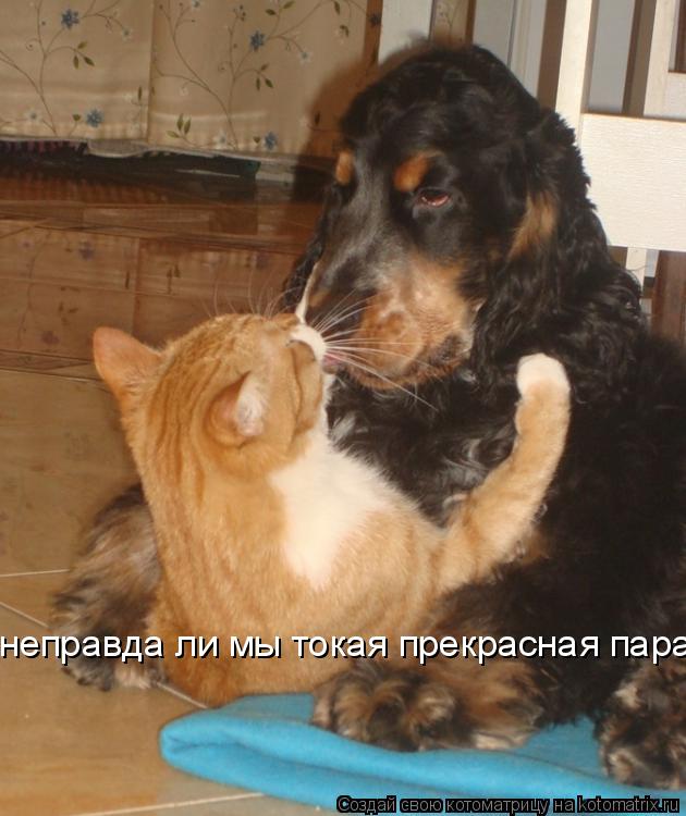Котоматрица: неправда ли мы токая прекрасная пара