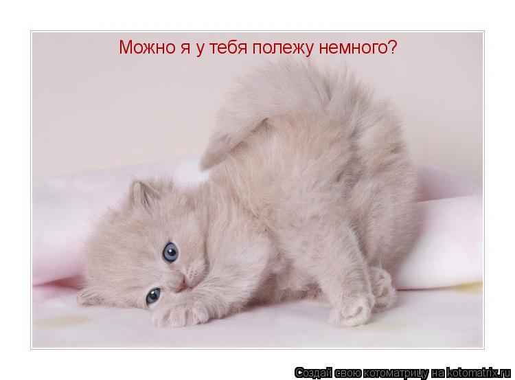 Можно я у тебя полежу немного?... Котоматрица: Можно я у тебя полежу немного?
