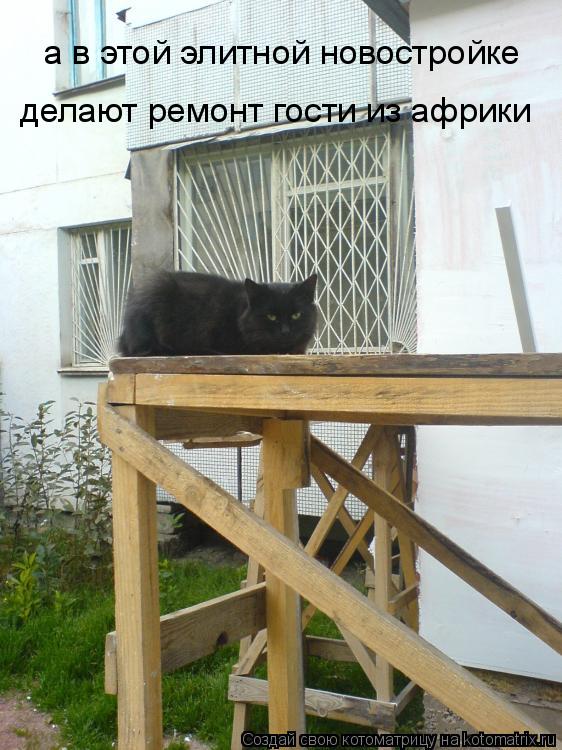 Котоматрица: а в этой элитной новостройке делают ремонт гости из африки