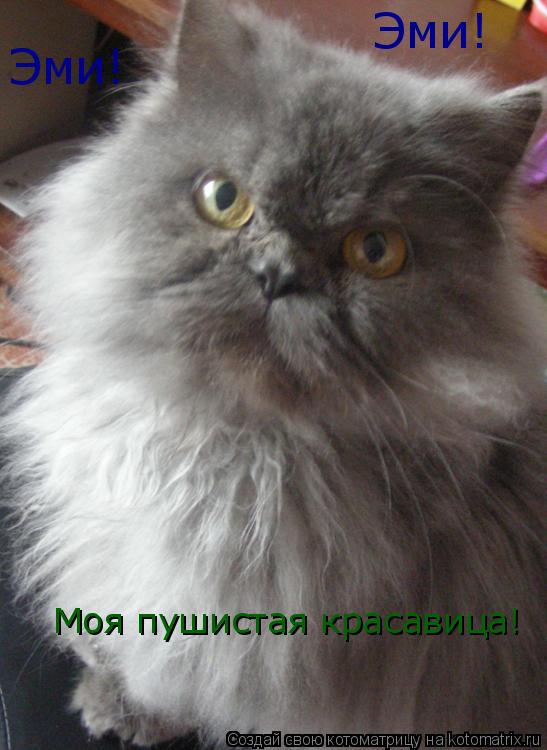 Эми! Моя пушистая красавица! Эми!... Котоматрица: Эми! Моя пушистая красавица! Эми!