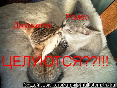 Ромео Джульетта ЦЕЛУЮТСЯ??!!!... Котоматрица: Ромео Джульетта ЦЕЛУЮТСЯ??!!!
