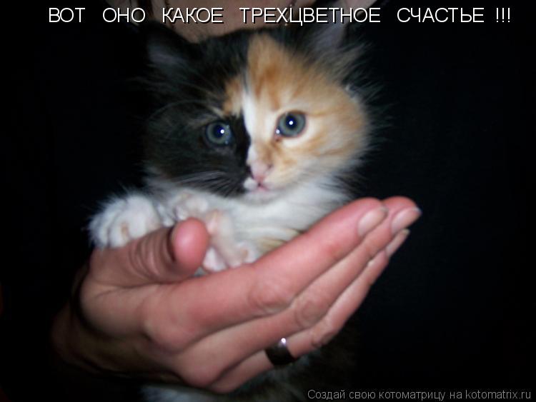 ВОТ ОНО КАКОЕ ТРЕХЦВЕТНОЕ СЧАСТЬЕ !!!... Котоматрица: ВОТ ОНО КАКОЕ ТРЕХЦВЕТНОЕ СЧАСТЬЕ !!!
