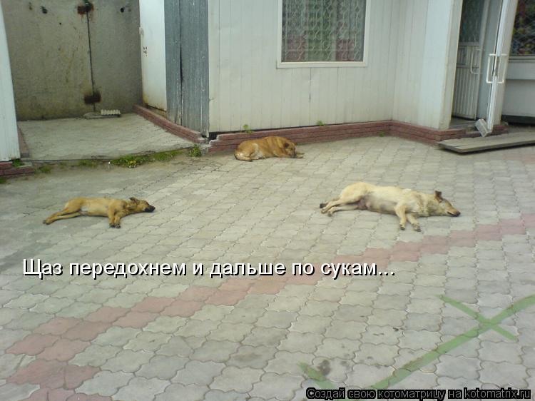 Котоматрица: Щаз передохнем и дальше по сукам...