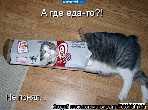 Котоматрица: А где еда-то?! Не понял...