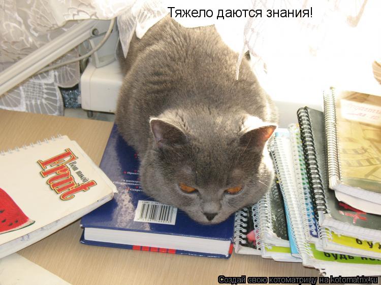 Тяжело даются знания!... Котоматрица: Тяжело даются знания!