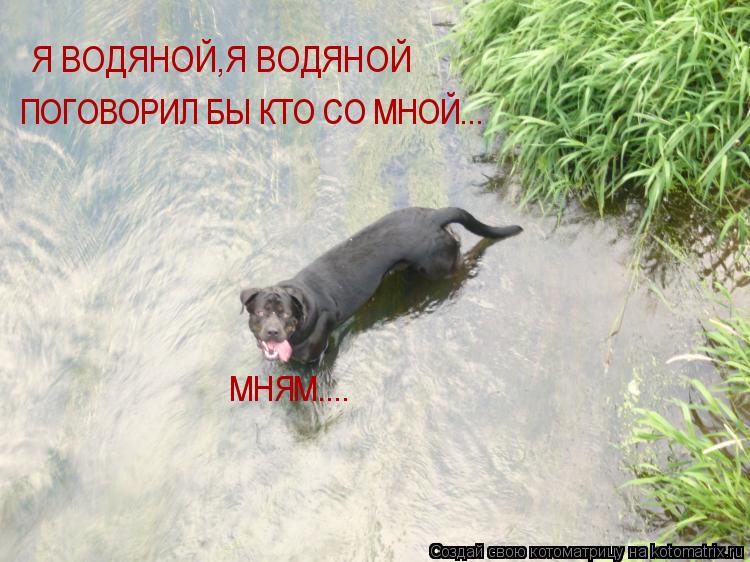 Котоматрица: Я ВОДЯНОЙ,Я ВОДЯНОЙ ПОГОВОРИЛ БЫ КТО СО МНОЙ... МНЯМ....
