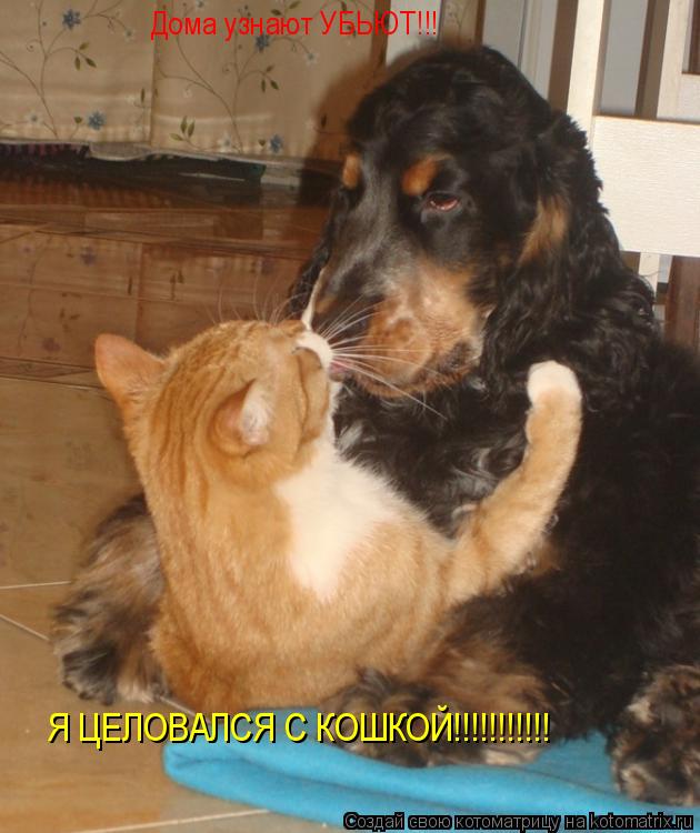 Котоматрица: Дома узнают УБЬЮТ!!! Я ЦЕЛОВАЛСЯ С КОШКОЙ!!!!!!!!!!!