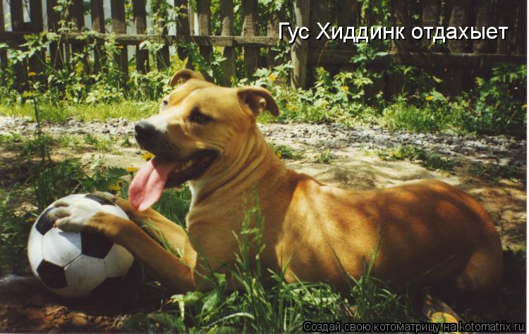 Гус Хиддинк отдахыет... Котоматрица: Гус Хиддинк отдахыет