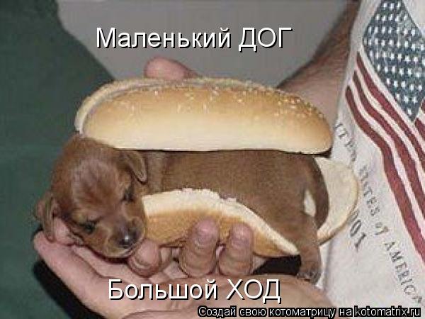 Котоматрица: Маленький ДОГ Большой ХОД