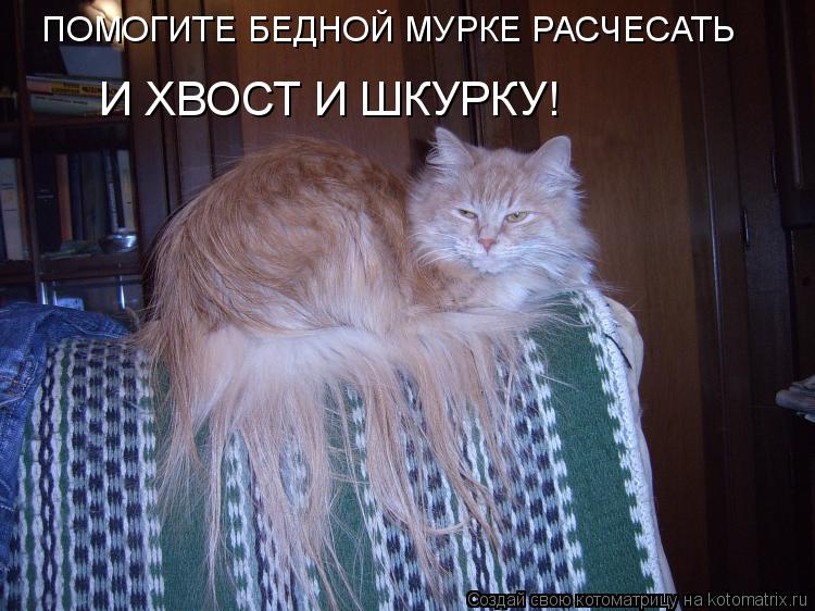 ПОМОГИТЕ БЕДНОЙ МУРКЕ РАСЧЕСАТЬ И ХВОСТ И ШКУРКУ!... Котоматрица: ПОМОГИТЕ БЕДНОЙ МУРКЕ РАСЧЕСАТЬ И ХВОСТ И ШКУРКУ!