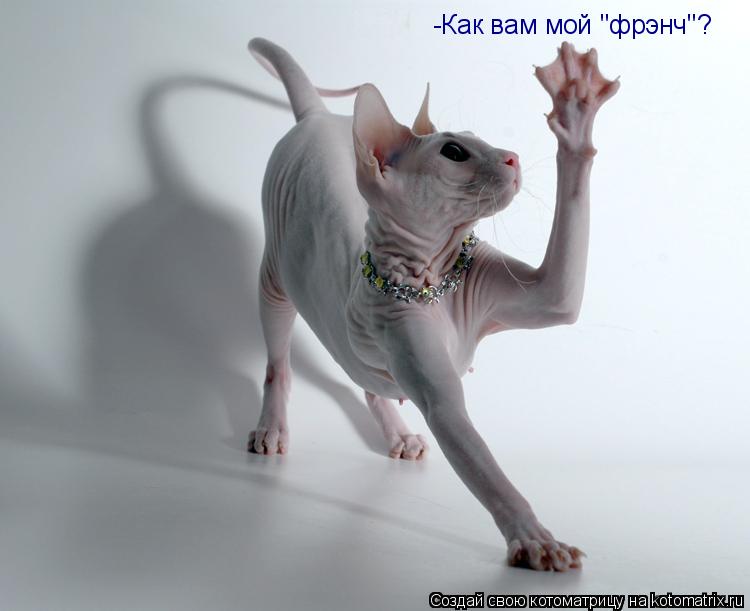 Котоматрица: -Как вам мой "фрэнч"?
