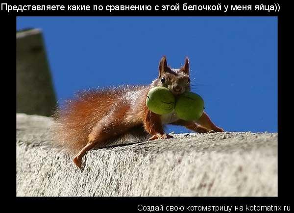 Представляете какие по сравнению с этой белочкой у меня яйца))... Котоматрица: Представляете какие по сравнению с этой белочкой у меня яйца))