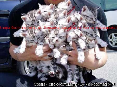 Котоматрица: Вчера были по пять, но большие, сегодня по три но маленькие!!!
