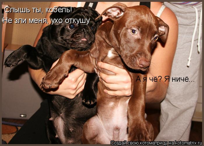 Слышь ты, кобель! Не зли меня, ухо откушу А я чё? Я ничё...... Котоматрица: Слышь ты, кобель! Не зли меня, ухо откушу А я чё? Я ничё...