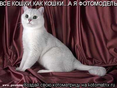 ВСЕ КОШКИ,КАК КОШКИ...А Я ФОТОМОДЕЛЬ... Котоматрица: ВСЕ КОШКИ,КАК КОШКИ...А Я ФОТОМОДЕЛЬ