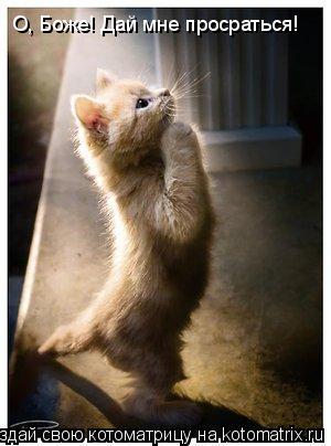 Котоматрица: О, Боже! Дай мне просраться!