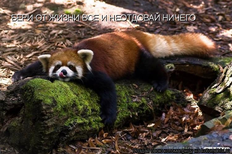 БЕРИ ОТ ЖИЗНИ ВСЕ И НЕОТДОВАЙ НИЧЕГО... Котоматрица: БЕРИ ОТ ЖИЗНИ ВСЕ И НЕОТДОВАЙ НИЧЕГО