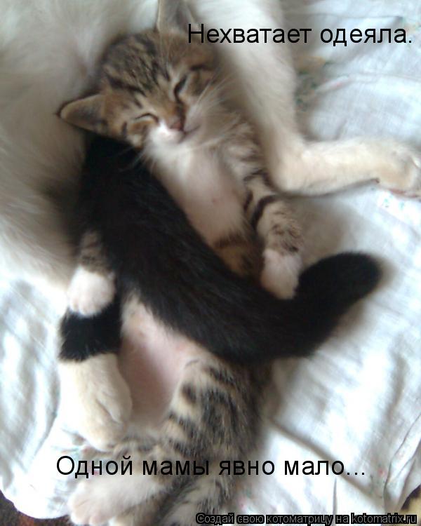 Котоматрица: Нехватает одеяла.  Одной мамы явно мало...